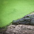 Râul cu crocodili din Australia, aprobat pentru probele de canotaj și canoe de la Jocurile Olimpice din 2032 // foto: imago imgaes
