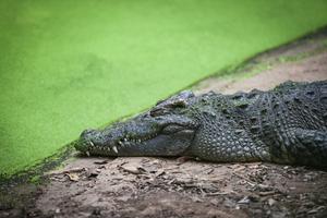 Un râu în care trăiesc circa 500 de crocodili, aprobat ca locație pentru probele de canotaj de la Jocurile Olimpice!