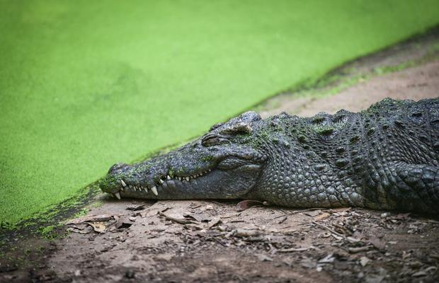 Un râu în care trăiesc circa 500 de crocodili, aprobat ca locație pentru probele de canotaj de la Jocurile Olimpice!