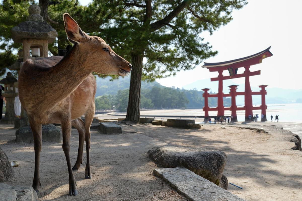 După ani de așteptare, japonezii au ridicat noul stadion de la Hiroshima » Imagini impresionante: ce reprezintă „zidul Căpitanului Tsubasa”