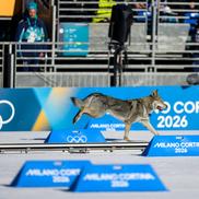 Un câine pe traseu la Jocurile Olimpice, foto: Imago