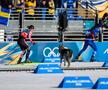 Un câine pe traseu la Jocurile Olimpice, foto: Imago