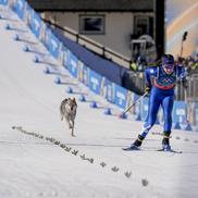 Un câine pe traseu la Jocurile Olimpice, foto: Imago