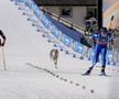Un câine pe traseu la Jocurile Olimpice, foto: Imago