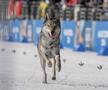 Un câine pe traseu la Jocurile Olimpice, foto: Imago