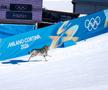 Un câine pe traseu la Jocurile Olimpice, foto: Imago