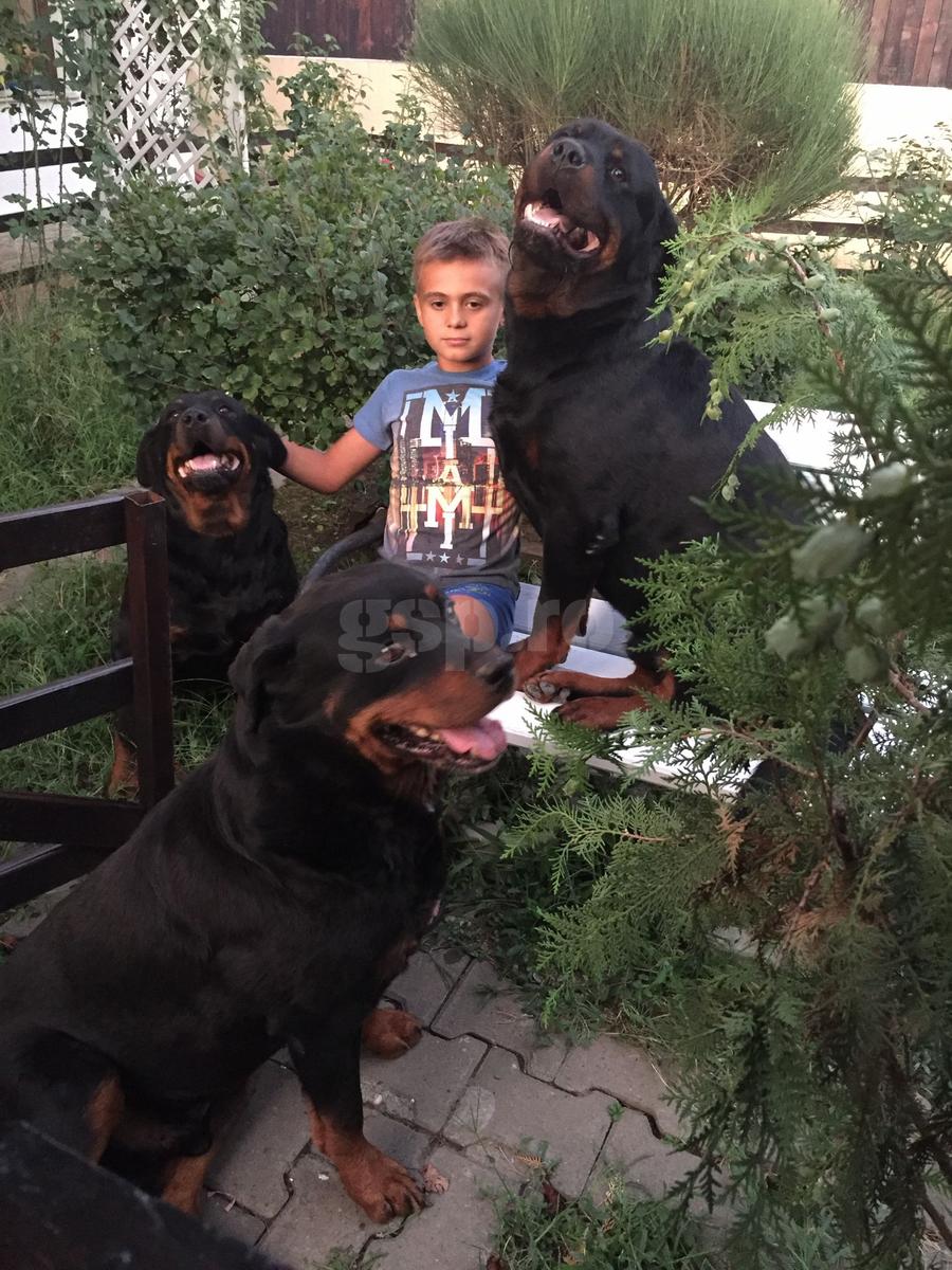Puștiul David Matei și cei trei rottweileri ai familiei, la locuința de lângă București. Foto: arhiva personală Paul Matei „S-a născut cu stea în frunte!” » Tatăl lui David Matei, mărturii spectaculoase după eventul Craiovei + Fotografia specială cu Hagi și promisiunea scrisă pe un șervețel