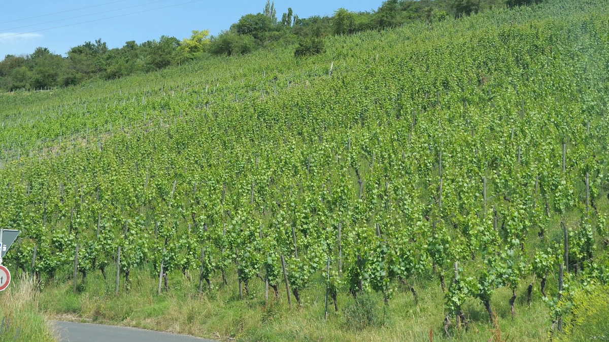 Reporterii GSP, în vizită la o cramă de peste 700 de ani din Würzburg » Cum arată cea mai veche sticlă de vin din lume, care datează de pe vremea lui Shakespeare