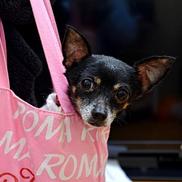 2. În Roma, trebuie să îți plimbi câinele zilnic. Dacă nu o faci, încalci legile stricte privind siguranța și sănătatea animalelor și poți fi amendat cu peste 600 de dolari. Iar peștișorii nu pot sta în borcan, ci au nevoie de un acvariu, pentru a avea loc să înoate.