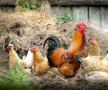 7. În statul american Georgia, e ilegal ca găinile să treacă strada. Sau să le lași să treacă. Măsura a fost luată pentru ca proprietarii să țină animalele sub control.