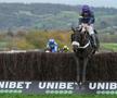 Tragedie în celebra cursă de la Cheltenham » Calul campion a murit în direct la TV.  Nu a fost singurul moment sumbru al zilei