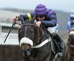 Tragedie în celebra cursă de la Cheltenham » Calul campion a murit în direct la TV.  Nu a fost singurul moment sumbru al zilei