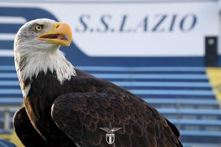 Lazio are o nouă mascotă: ar putea zbura de la meciul cu Lecce » Numele propuse suporterilor biancocelesti