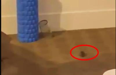 VIDEO Imagini scandaloase la Australian Open! Ce a filmat Putintseva și de ce s-a certat cu Rennae Stubbs: „N-aş fi venit dacă aş fi ştiut că trebuie să stau 14 zile într-o cameră cu şoareci!”
