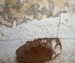 Din cauza condițiilor,  stând așa de mult închiși, caii devin nervoși, agresivi și au făcut găuri în pereții boxelor