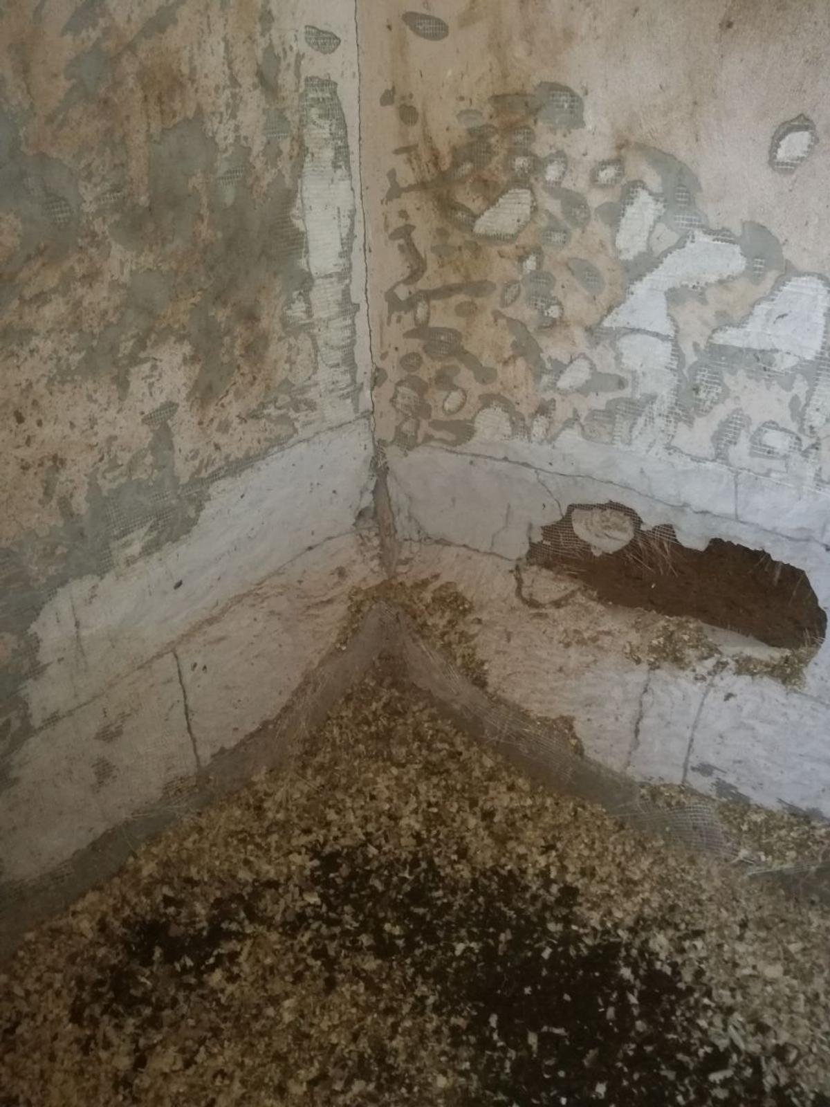 Siker, calul fost multiplu campion național și balcanic, ținut de CSA Steaua în condiții improprii la o bază hipică privată