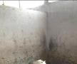 Din cauza condițiilor,  stând așa de mult închiși, caii devin nervoși, agresivi și au făcut găuri în pereții boxelor
