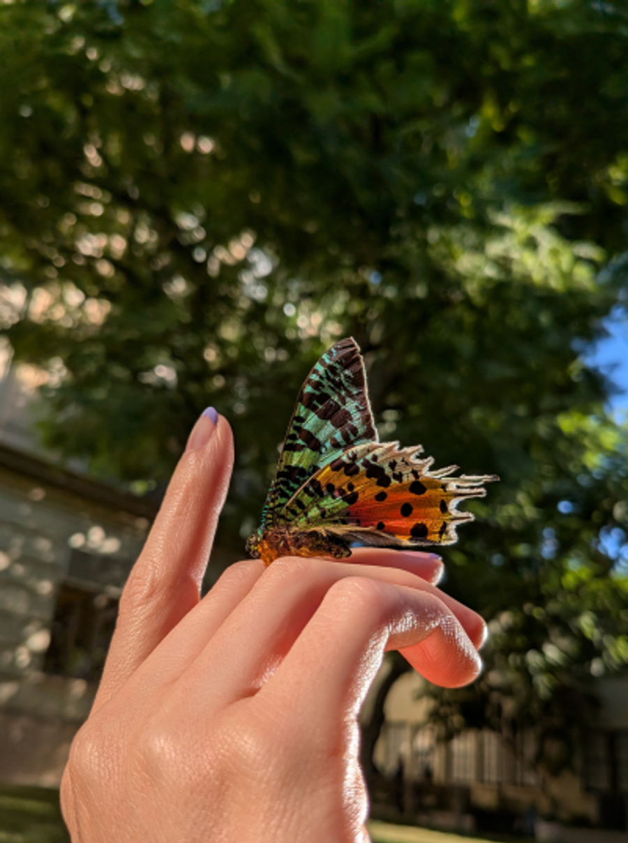 Imagine detaliată a unui fluture surprinsă cu Pixel 9a, folosind funcția Macro Focus Google lansează noul telefon Pixel 9a în România