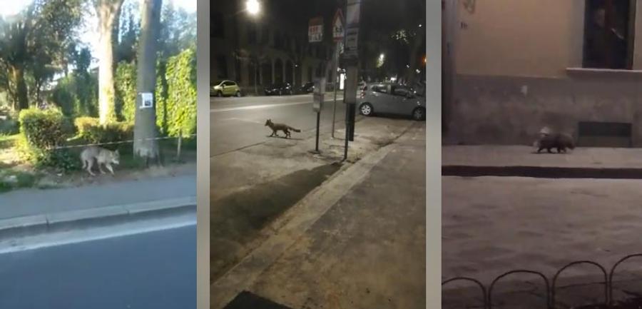 Imagini din Florența Imagini impresionante: cum profită animalele sălbatice de izolarea provocată de COVID-19