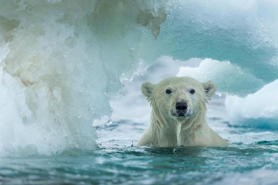 Urs polar Foto: Getty Images A venit gerul! Cum se adaptează corpul omenesc la frig și ce hormon „este de fapt un termostat al corpului uman”