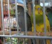 Animalele de companie, bătaie de joc în Qatar » Nu au nici măcar condiții minime de confort și igienă și nici îngrijire medicală adecvată