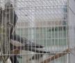 Animalele de companie, bătaie de joc în Qatar » Nu au nici măcar condiții minime de confort și igienă și nici îngrijire medicală adecvată