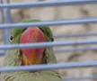 Animalele de companie, bătaie de joc în Qatar » Nu au nici măcar condiții minime de confort și igienă și nici îngrijire medicală adecvată