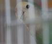 Animalele de companie, bătaie de joc în Qatar » Nu au nici măcar condiții minime de confort și igienă și nici îngrijire medicală adecvată