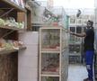 Animalele de companie, bătaie de joc în Qatar » Nu au nici măcar condiții minime de confort și igienă și nici îngrijire medicală adecvată