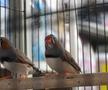 Animalele de companie, bătaie de joc în Qatar » Nu au nici măcar condiții minime de confort și igienă și nici îngrijire medicală adecvată