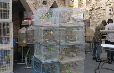 Animalele de companie, bătaie de joc în Qatar » Nu au nici măcar condiții minime de confort și igienă și nici îngrijire medicală adecvată