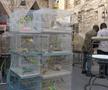 Animalele de companie, bătaie de joc în Qatar » Nu au nici măcar condiții minime de confort și igienă și nici îngrijire medicală adecvată