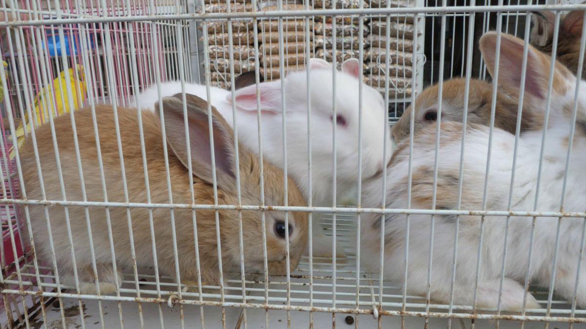 Păsările și animalele de companie, bătaie de joc în Qatar