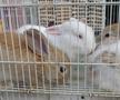 Animalele de companie, bătaie de joc în Qatar » Nu au nici măcar condiții minime de confort și igienă și nici îngrijire medicală adecvată