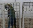 Animalele de companie, bătaie de joc în Qatar » Nu au nici măcar condiții minime de confort și igienă și nici îngrijire medicală adecvată