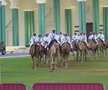 Cămilele sunt ajutoarele Poliției în Qatar