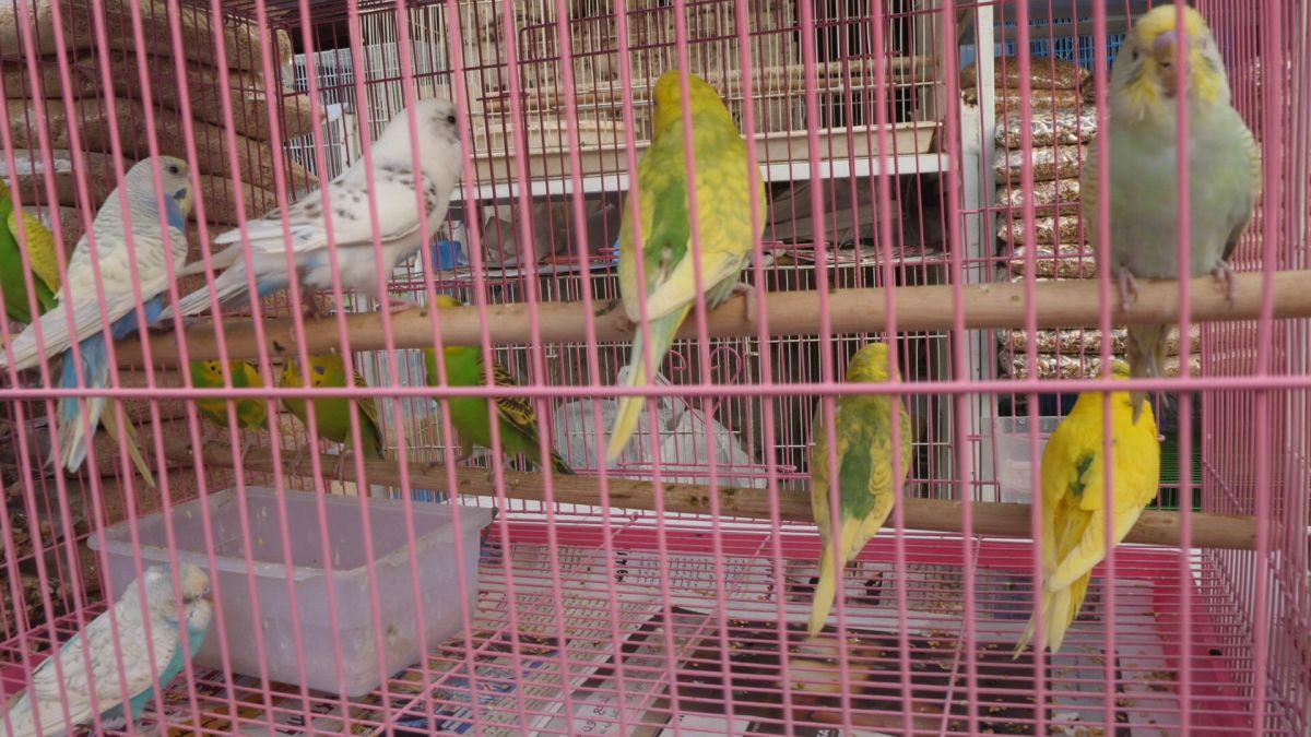 Animalele de companie, bătaie de joc în Qatar » Nu au nici măcar condiții minime de confort și igienă și nici îngrijire medicală adecvată