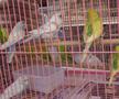 Animalele de companie, bătaie de joc în Qatar » Nu au nici măcar condiții minime de confort și igienă și nici îngrijire medicală adecvată