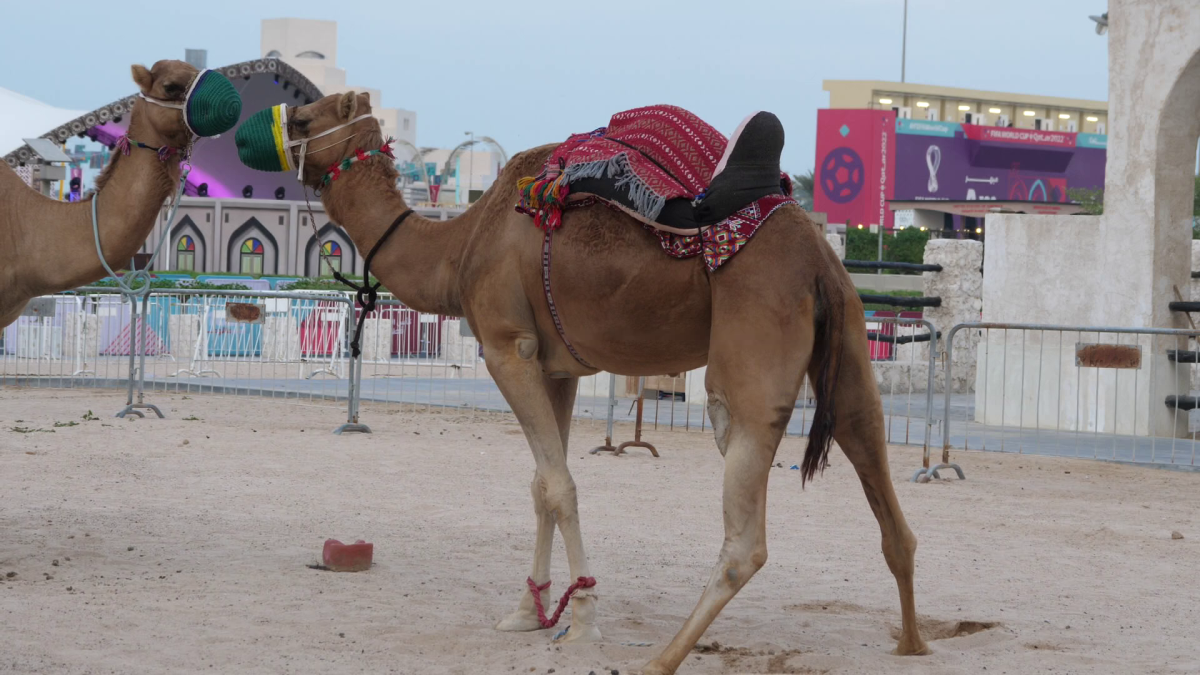 Cămilele sunt ajutoarele Poliției în Qatar
