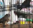 Animalele de companie, bătaie de joc în Qatar » Nu au nici măcar condiții minime de confort și igienă și nici îngrijire medicală adecvată