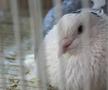 Animalele de companie, bătaie de joc în Qatar » Nu au nici măcar condiții minime de confort și igienă și nici îngrijire medicală adecvată
