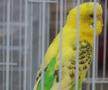 Animalele de companie, bătaie de joc în Qatar » Nu au nici măcar condiții minime de confort și igienă și nici îngrijire medicală adecvată