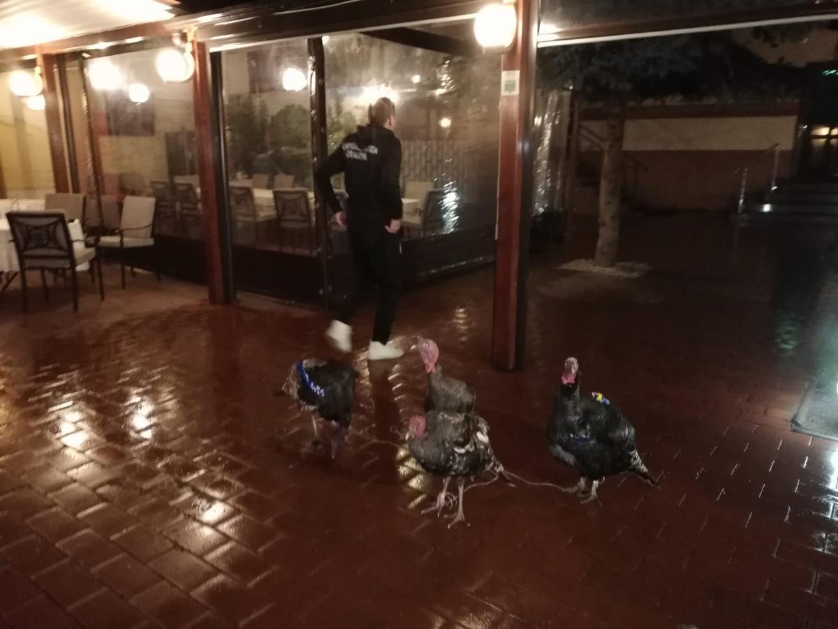 VIDEO+FOTO Umor oltenesc :D Imagini geniale: Craioveanu a primit 4 curcani plocon de la Jerry Gane!