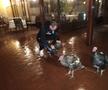 VIDEO+FOTO Umor oltenesc :D Imagini geniale: Craioveanu a primit 4 curcani plocon de la Jerry Gane!