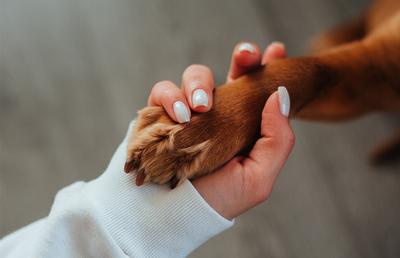 Lasă-ți animalul de companie pe mâini bune, când nu ești acasă