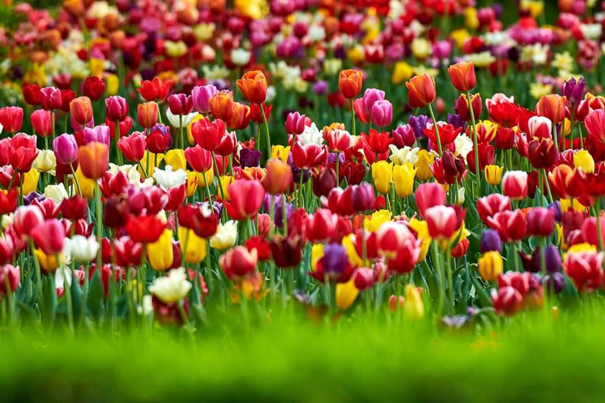 Cum au trăit bucureștenii Paștele » Dragoste în vremea pandemiei + micile plăceri ale vieții