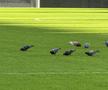 Imagini înainte de FCSB - CFR Cluj