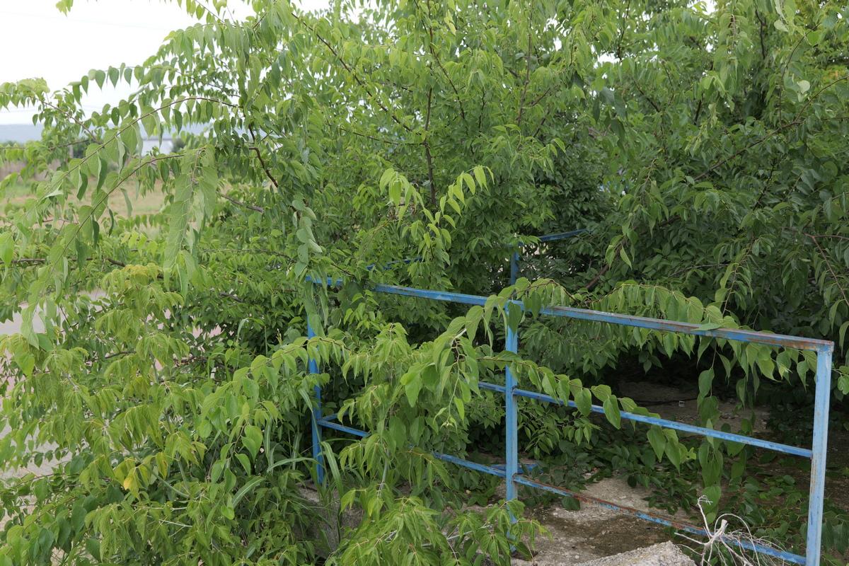 Arena pe care s-au jucat meciuri de Liga 1 a fost abandonată și a fost lăsată să ajungă o junglă! Miza: apartamente de sute de mii de euro, cu vedere la parc