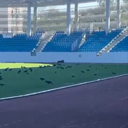 Sute de ciori distrug gazonul de pe Stadionul Municipal din Târgu Jiu / Foto: igj.ro