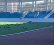 Sute de ciori distrug gazonul de pe Stadionul Municipal din Târgu Jiu / Foto: igj.ro
